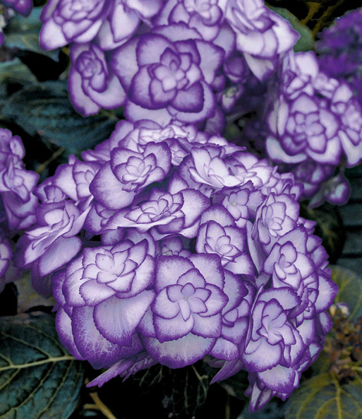 Freiland-Hortensie 'Miss Saori blue®'