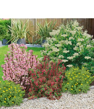 Bienenfreundliche Hecke im Set