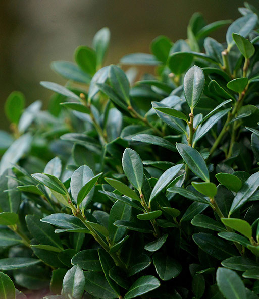 Ilex 'Luxus® Globe' der Buchs-Ersatz