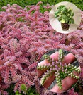 Seestern-Blume