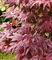 Japanischer Ahorn 'Burgund'