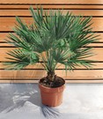 Kübel-Palme Chamaerops 'Vulcano'
