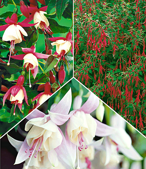 Freiland-Fuchsien-Kollektion