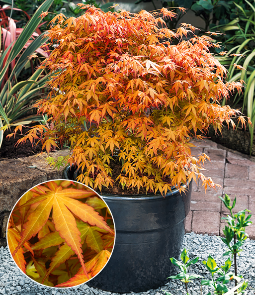 Japanischer Ahorn 'Katsura'