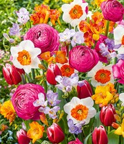 Blumenzwiebel-Mix 'Happy Spring'