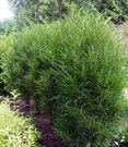 Farnblättrige Säulen-Hecke 'Fine Line®'