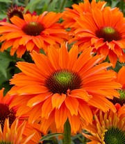 Echinacea 'SunSeekers® Mineola'