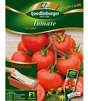 Stabtomate 'Harzglut' F1 Saat-Teppich