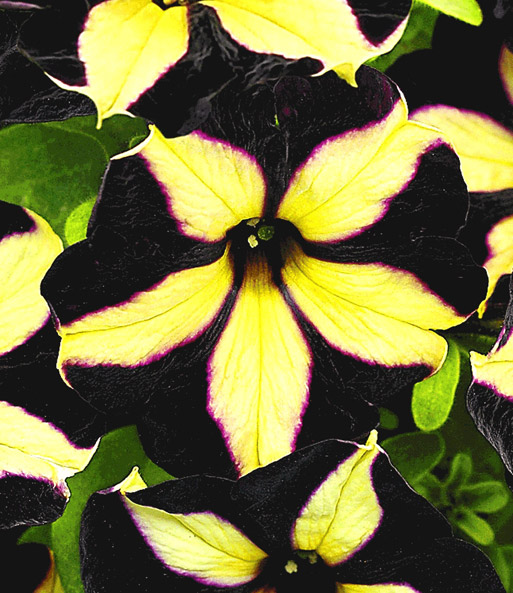 Petunie 'Phantom'