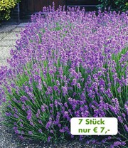 7er-Pack. Spar-AKTION: Lavendel 'Blau'