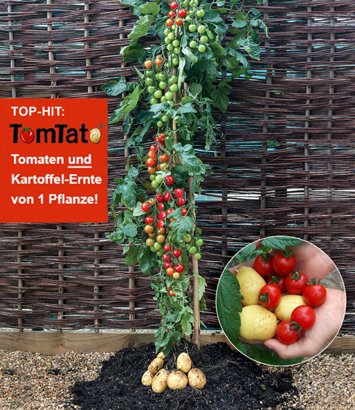 TomTato®