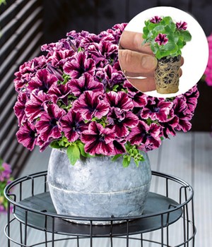 Petunie 'GO!Tunia® Cosmic Pink'