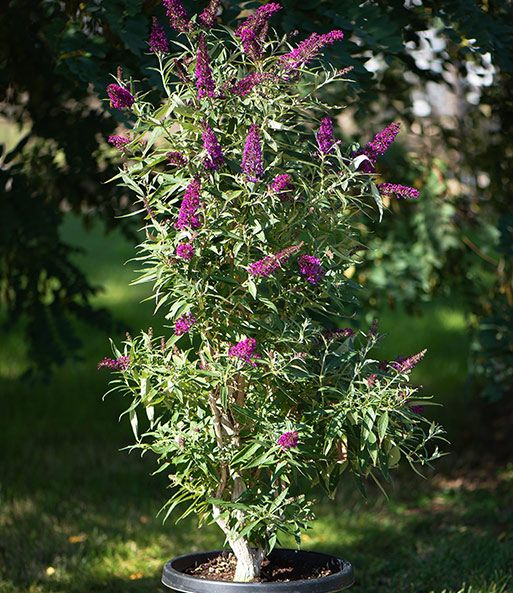 Die Buddleia „Straight UP - Butterfly Tower“ wurde in einen Topf gepflanzt und lässt Ihre Blätter und Blüten in der Sonne schimmern.