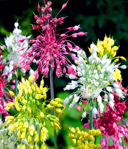 Allium 'Fireworks'