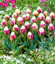 Tulpe 'Ice Cream®'