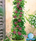Winterharte Passionsblume 'Ladybirds Dream'
