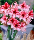 Amaryllis 'Charisma'