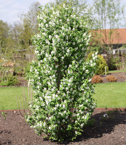 Felsenbirne Amelanchier 'Obelisk®', im 3-Liter XL-Topf