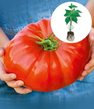 Veredelte Fleisch-Tomate 'Gigantomo' F1