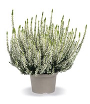 3er-Set Calluna Knospenheide 'Trio-Girls®', je im 12 cm-Topf