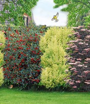 Vogelschutz-Hecke 'Bird-Lover'