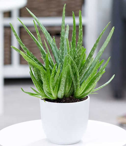 Aloe Vera im 12 cm Topf