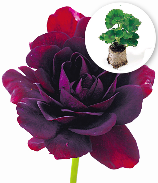 Hänge-Geranien 'Royal Night®'