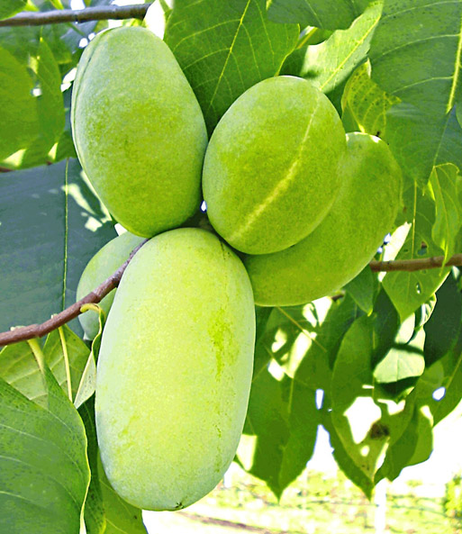 HÄBERLI'S Indianer-Banane® Prima®- veredelte Sorte