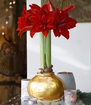 MEGA XXL Wachs-Amaryllis Gold rote Blüte