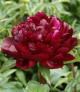 Päonie 'Armani'