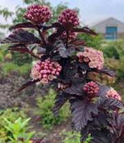 Physocarpus Fasanenspiere 'Panther®' im 2-Liter XL Topf