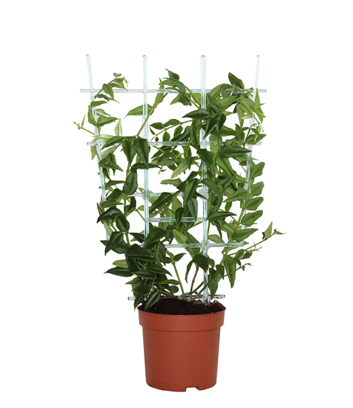 Rückseite der Pflanze: Es ist ein Kunststoff-Gitter zu sehen an dem sich die Wachsblume 'Hoya Bella' festhält.