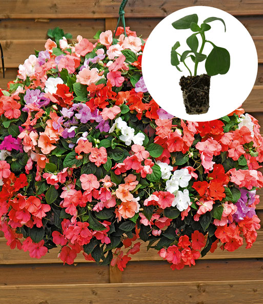 Impatiens-Mix 'Beacon®'