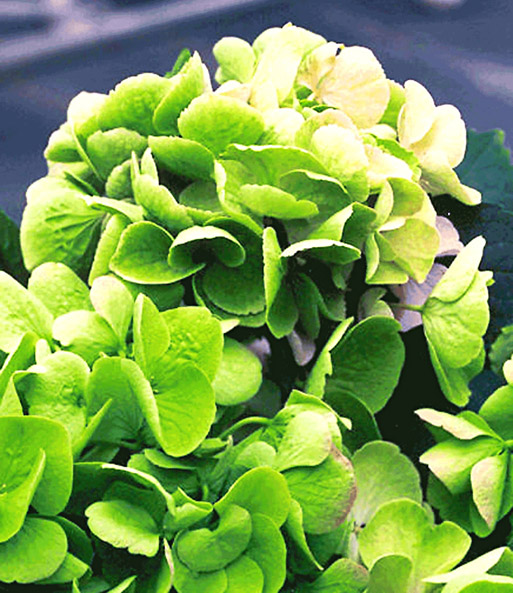 Freiland-Hortensie Hovaria® 'Hobella'