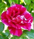 Malerrose® 'Guy Savoy®'