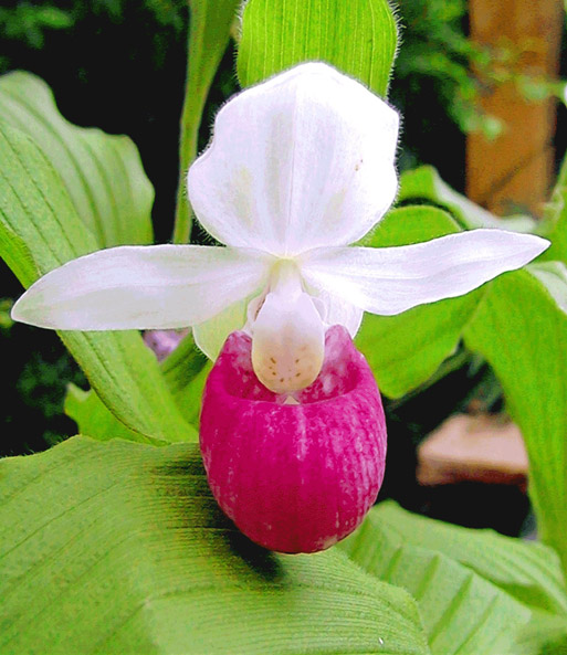 Orchidee 'Königin Frauenschuh'