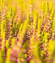 Calluna Knospenheide 'Golden Angie', 13 cm-Topf