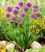 Stauden-Allium 'Esmee'