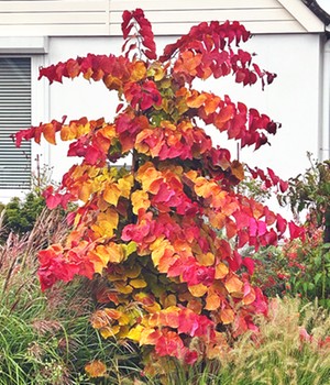 Cercis 'Eternal Flame®'