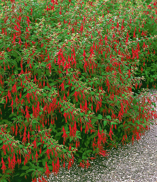 Freiland-Fuchsie 'Mag. Gracillis'