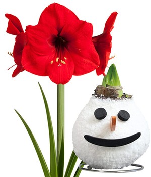 XL Wachs-Amaryllis 'X-mas' Schneemann