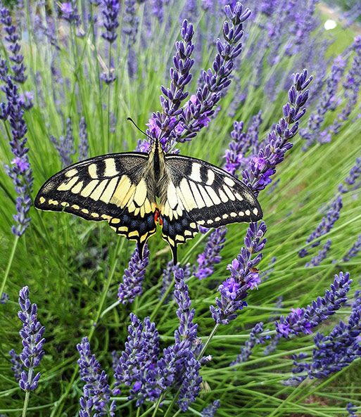 Lavendel 'Phenomenal®' im 2-Liter Topf