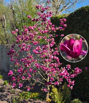 Magnolie 'Genie®'
