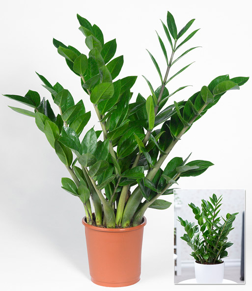 Zamioculcas