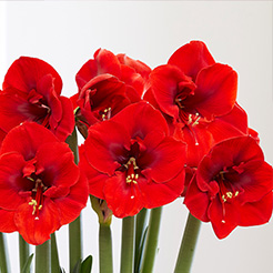 Amaryllis