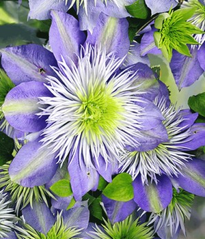 Clematis 'Crystal Fountain TM'