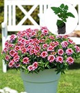 Verbene 'Drums Purple Red'