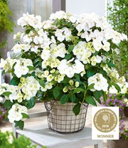 Freiland-Hortensie 'Runaway Bride®'