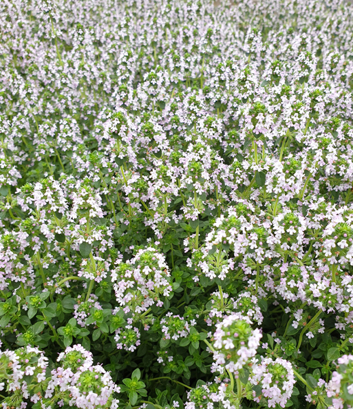 Der Zitronenthymian bildet ein dichtes Meer aus weiß-rosa Blüten. Das grün der Triebe schimmert zwischen den Blüten hervor.