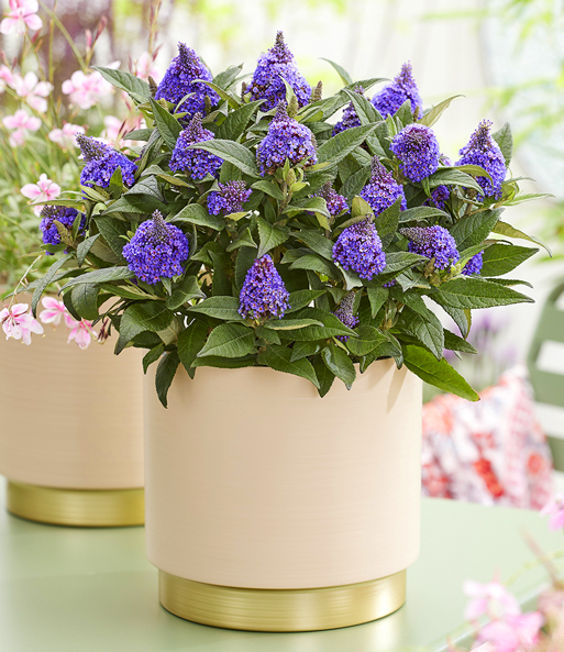 Zwerg-Schmetterlingsflieder 'Little Rockstars®' blau